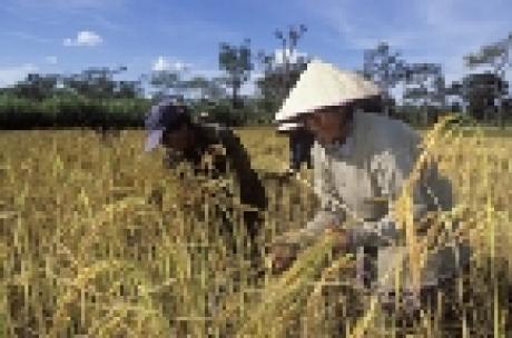 Rice production in 2004 is second highest on record but production is lower than consumption